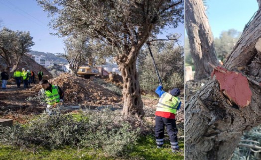 Buca Onat Tüneli'nin güzerghında özel çalışma: Zeytin ağaçları taşınıyor