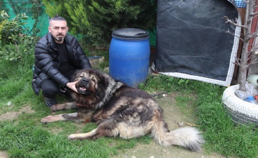Çalamadığı köpeği pompalı tüfekle vurdu