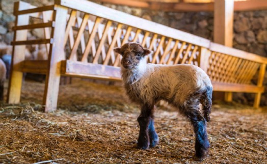 Kaçeli koyunlarının ilk yavruları Olivelo'da gözlerini açtı