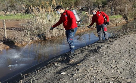 Menderes'te larva mücadelesi