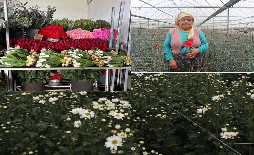 Sevgililerin çiçekleri İzmir'den: 14 Şubat öncesi hasat yoğunluğu