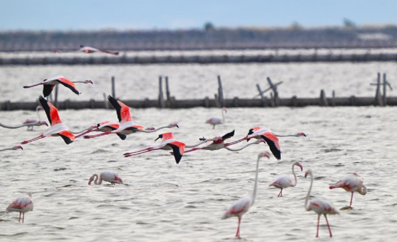 Flamingoların yaşam alanına sondaj