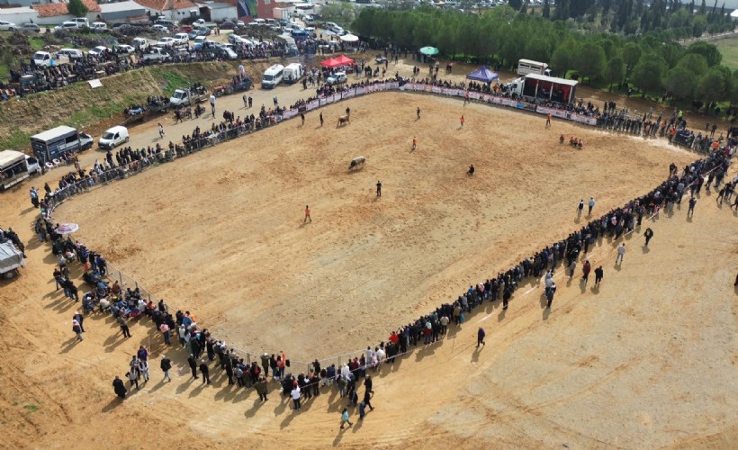 Kemalpaşa'da Boğa Güreşi Festivali