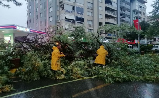 Aydın'da kuvvetli rüzgar 2 ilçede ağaçları devirdi