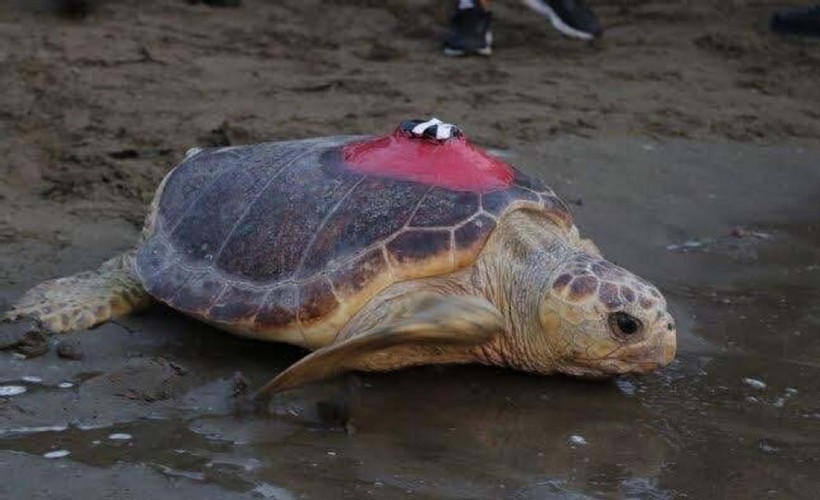 Deniz kaplumbağası 'Tuba'dan 3 aydır sinyal alınamıyor