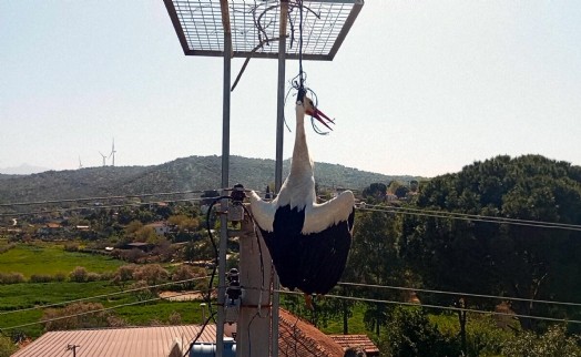 Elektrik direğindeki platforma iple asılı kalan leylek son anda kurtarıldı