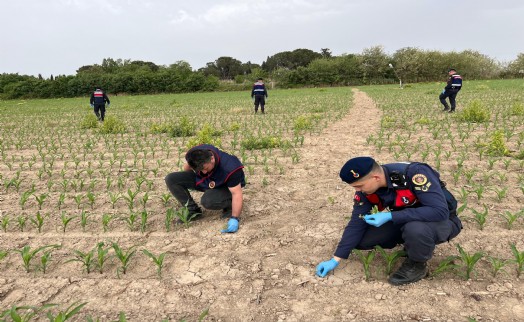Mısır tarlasında 550 kök hintkeneviri ele geçirildi