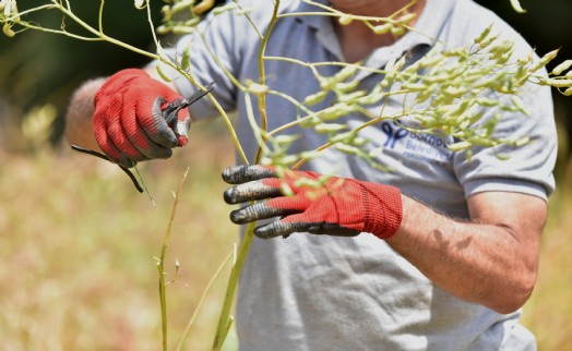 Atalık tohumlar Bornova'da yaşatılıyor