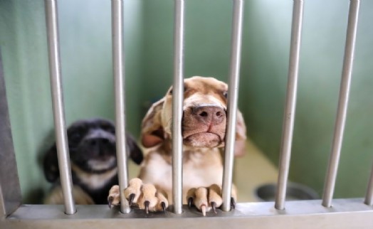 Buca Belediyesi'nden dikkat çeken sahiplendirme kampanyası