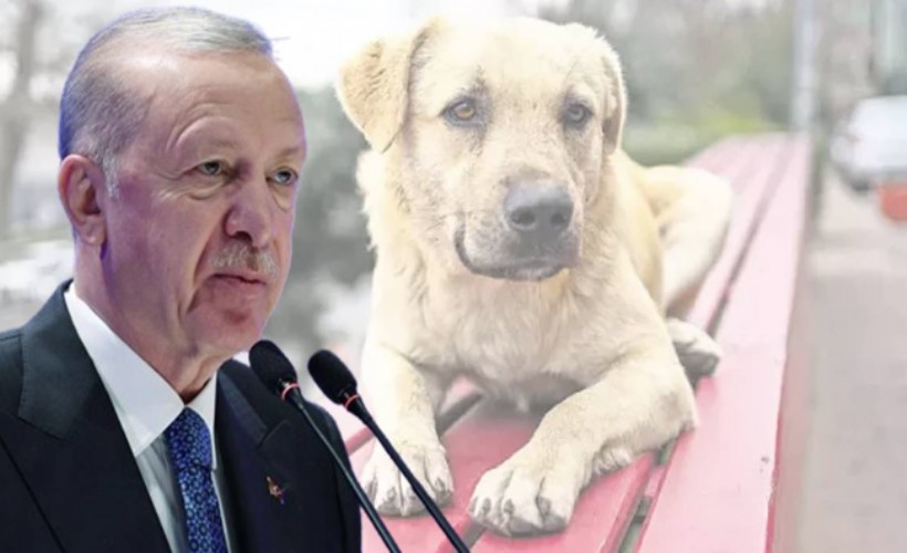 Erdoğan'dan sokak hayvanları ile ilgili açıklama