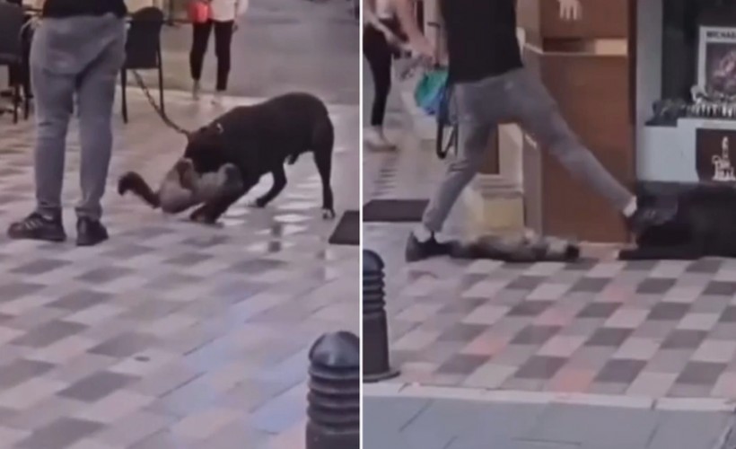 İzmir'de dehşet veren görüntüler: Pitbull cinsi köpeği ağızlıksız gezdirdi, kediyi parçalattı