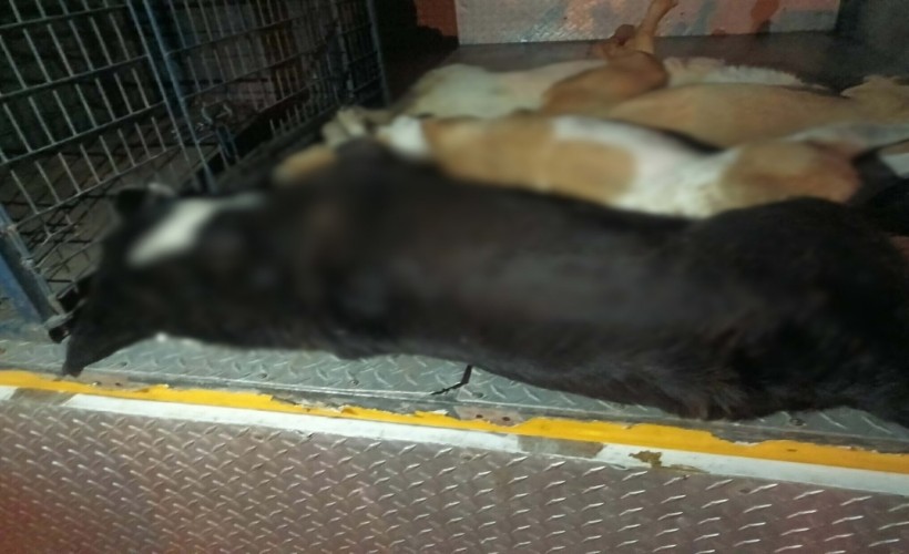 Urla'da köpek katliamı: Bunu yapan insan olamaz!...