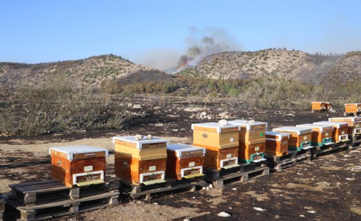 Arıları uzaklaştırmak için tütsü yaktı, çıkan yangın ormana sıçradı