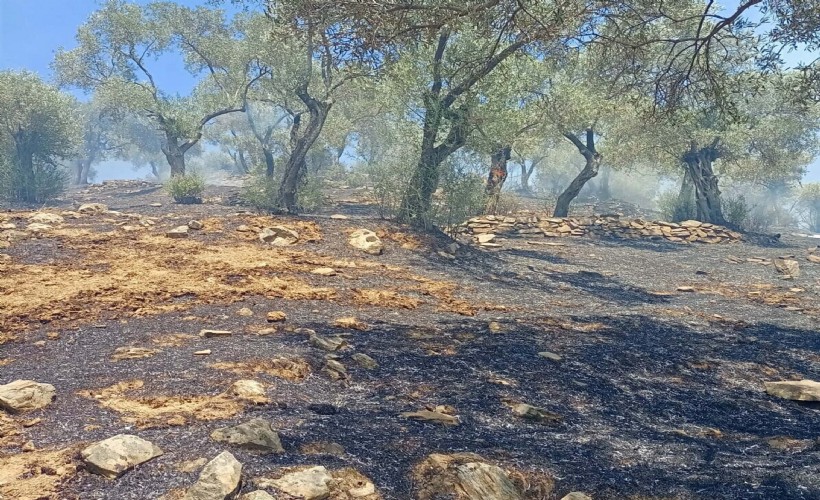 Aydın'da zeytinlik yangınında 30 dönüm alan zarar gördü