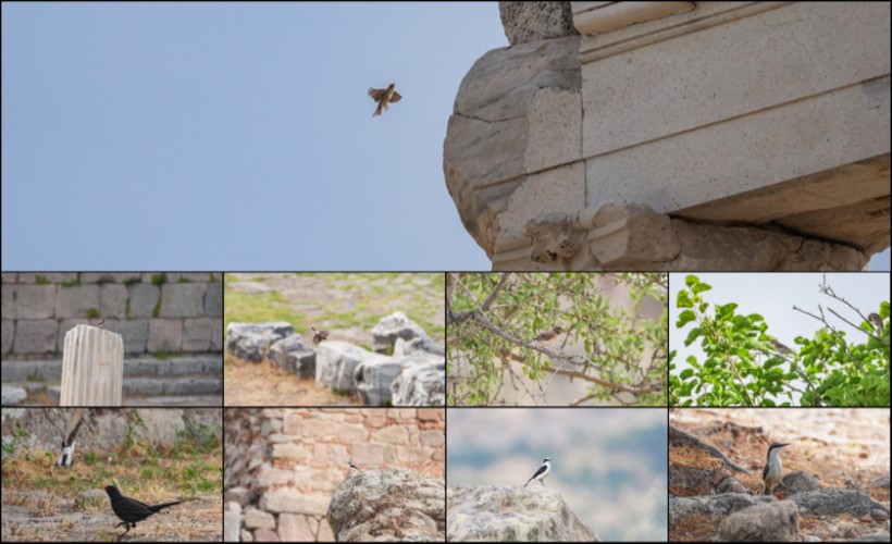 Bergama Akropolü'nün kuşları görüntülendi