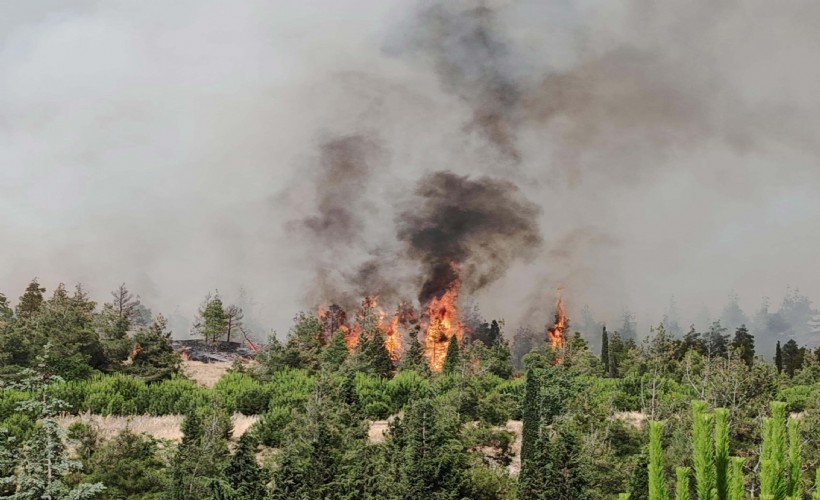 Denizli'de orman yangını: 30 hektar alan kül oldu