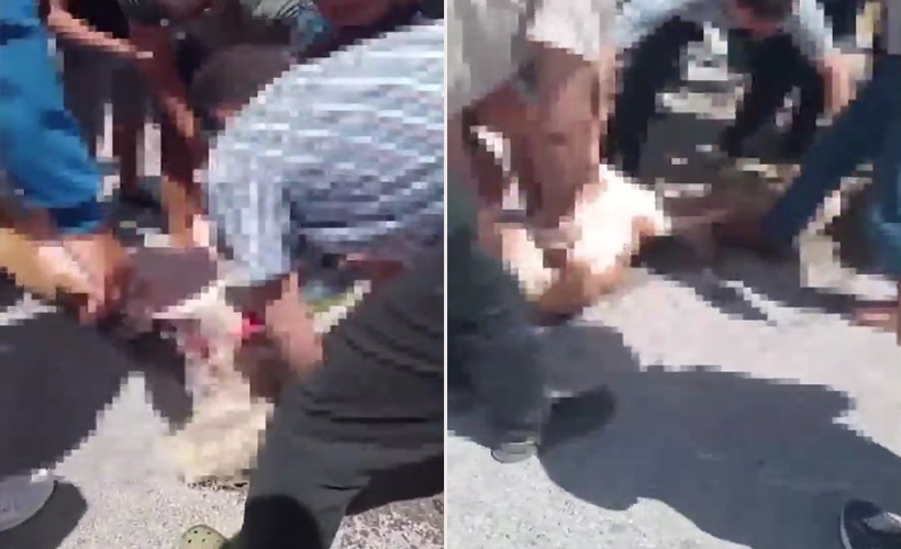 İzmir'de yine pitbull dehşeti: Ağızlıksız gezdirilen pitbull, terrier köpeğe saldırdı!
