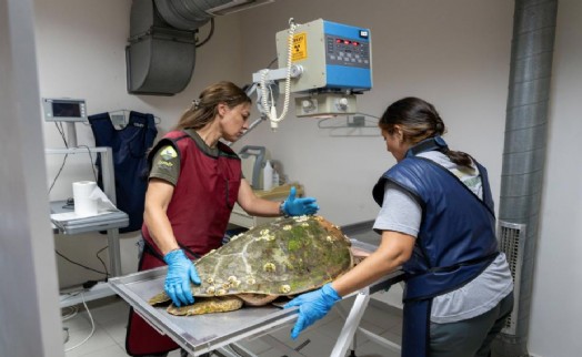 Körfez'deki yaralı Caretta caretta kurtarıldı