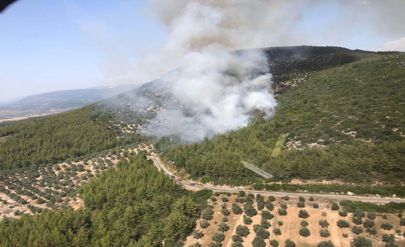 Milas'ta orman yangını: 2 hektarlık alan küle döndü