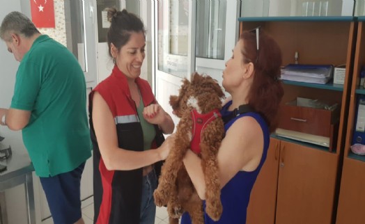 İzmir'de kimliklendirilen ev hayvanı sayısı 212.200'e ulaştı