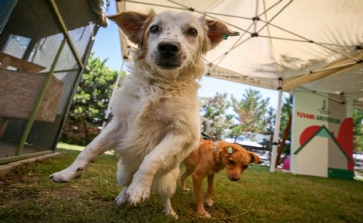 Karşıyaka'da can dostlar yeni yuvalarına kavuştu