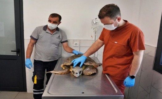 Körfez'deki yaralı Caretta carettaya yardım eli