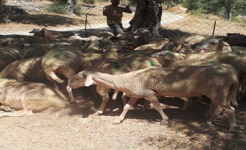 Muğla'da 30 koyun zehirlenerek öldürüldü