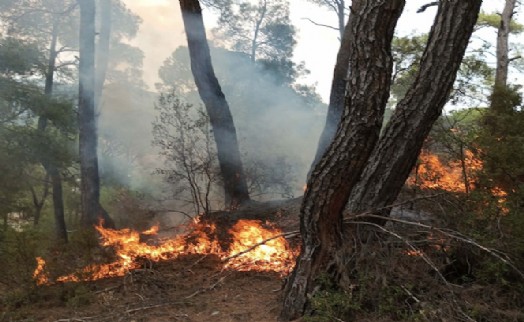 Muğla'da yıldırım düşmesiyle 11 noktada orman yangını çıktı
