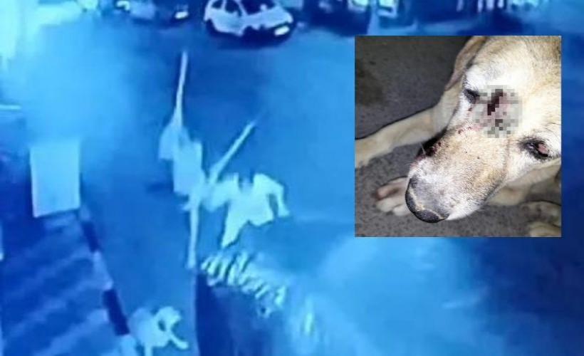 Uyuyan köpeğe vahşi saldırı kamerada: Sevilen yaşlı köpeğe acımayan 2 cani gözaltında