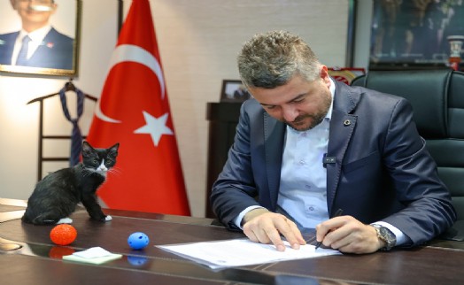 Buca Belediyesi'nden ücretsiz çip takma ve kısırlaştırma uygulaması