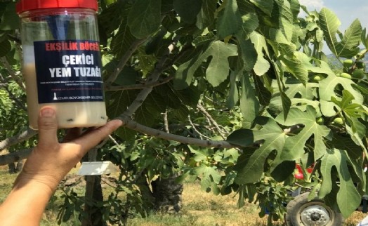 Büyükşehir Ödemiş'te 4 bin 500 ekşilik böceği tuzağı dağıttı