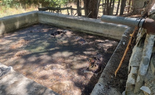 Domaniç'te öldürülen köpekler incelemeden sonra gömüldü