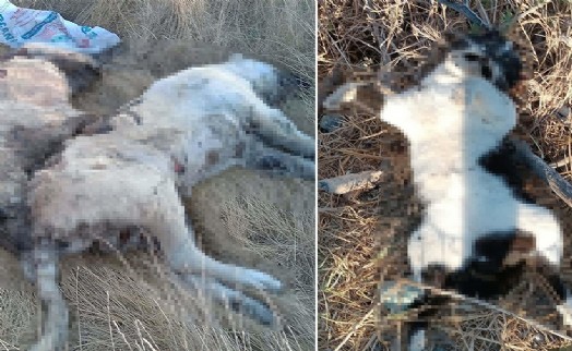 Vicdansızlar! İzmir'de 5 köpek ile 6 kediyi zehirleyerek katletti