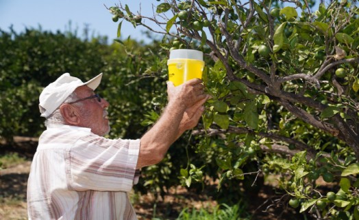Karaburun'da narenciye kalitesi artıyor