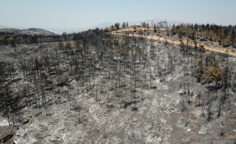 Muğla'daki yangına sebep olan baba-oğul tutuklandı