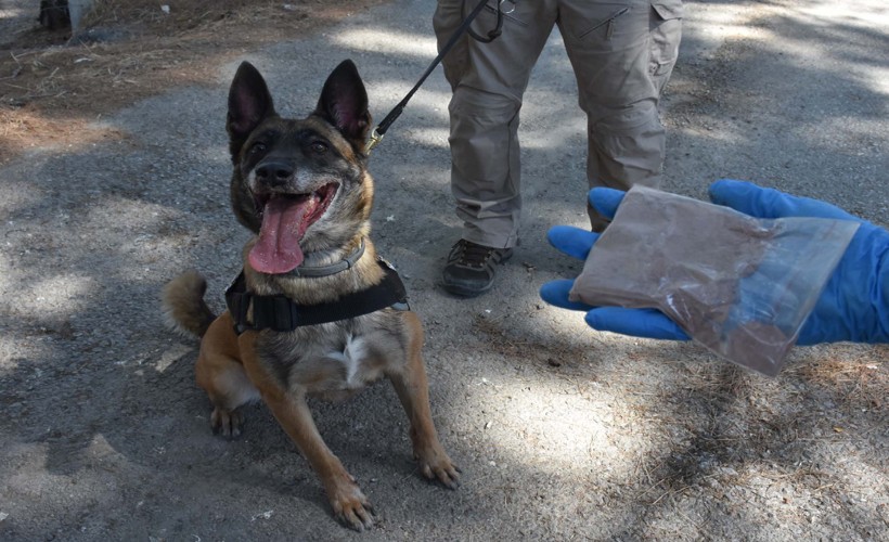 Sahibinin polise hibe ettiği ‘Layka’ narkotik köpeği oldu; çok sayıda operasyonda yer aldı