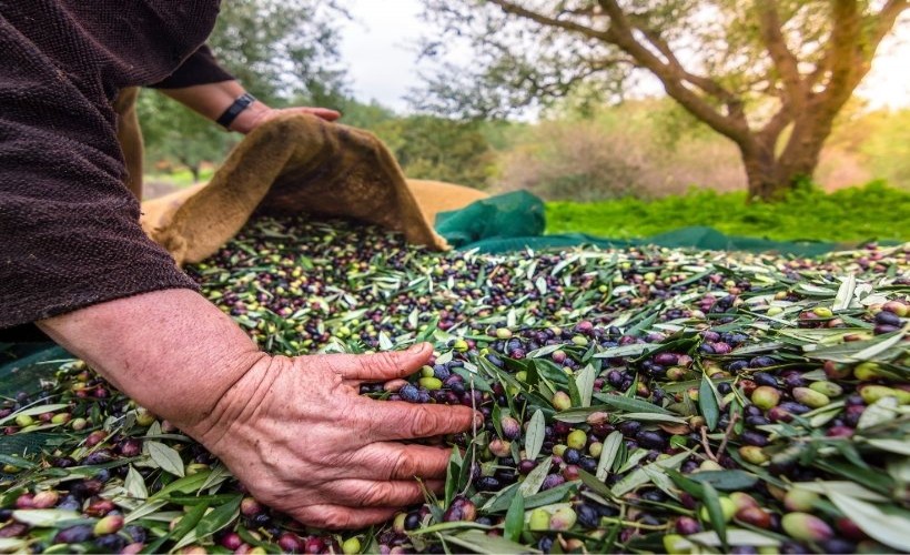 Sofralık zeytin ihracatı 200 milyon dolara koşuyor