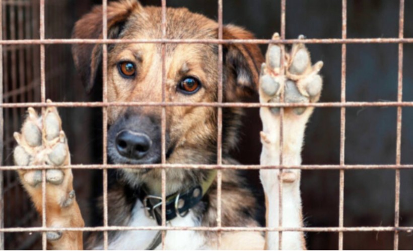 Sokak köpeklerine yönelik tartışmalı kanun, bu gece yürürlüğe girdi