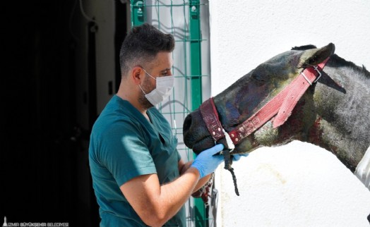 Yangın mağduru hayvanlar PAKO'da güvende