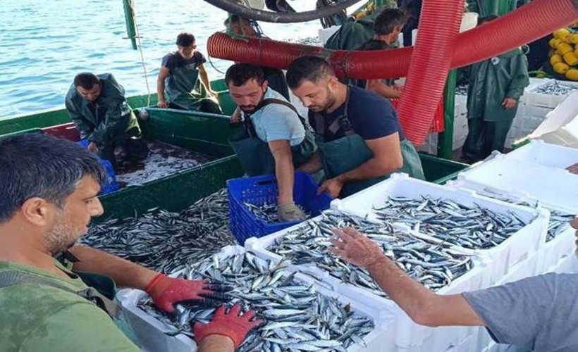 Av yasağı bitti, Foça'da ağlardan hamsi ve sardalya çıktı