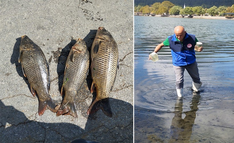 İzmir'deki Gölcük Gölü'nde balık ölümleri