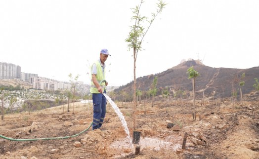 Yangın ormanından yüzleri gülümseten haber; İzmir'in dağlarında çiçekler açtı