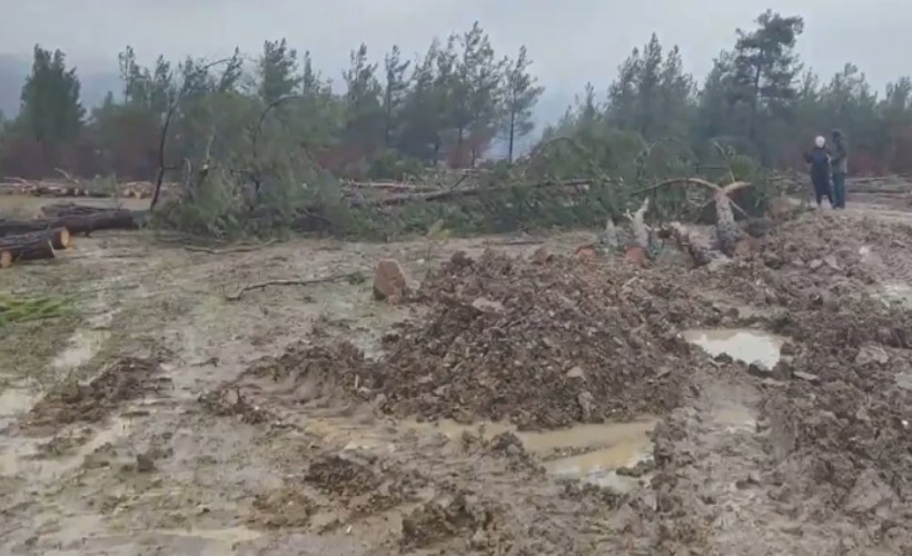 Kazdağları'nda ağaç katliamı mahkeme kararına rağmen devam ediyor