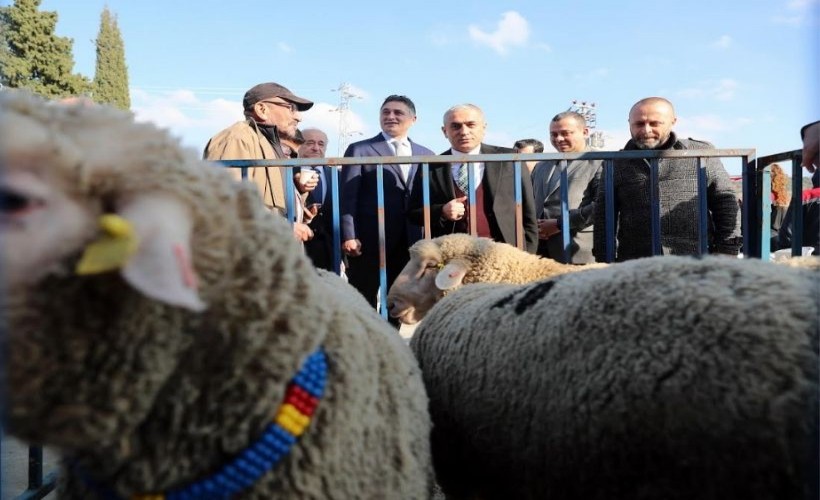 Aliağa Belediyesi’nden üreticilere koç desteği: İlk dağıtım kura yöntemiyle belirlendi