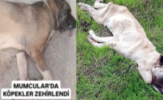 Bodrum'da vahşet: Köpekleri telle boğup zehirlediler!