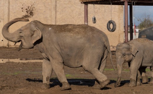 Doğal Yaşam Parkı'nda hedef 1 milyon ziyaretçi