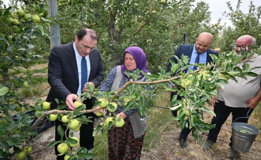 Afyon'da elma hasadı başladı