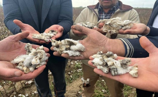 Aydın'da 6 bin dönüm pamuk tarlasında büyük zarar!