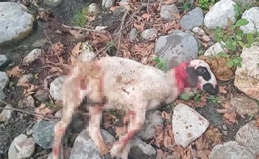 Başıboş köpekler sürüye saldırıp, 3 koyunu öldürdü
