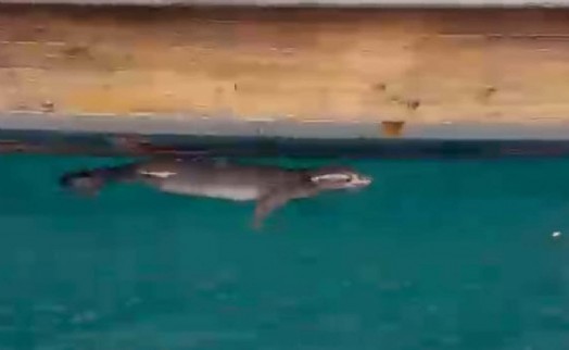 Bodrum'da iskelede fok görüntülendi